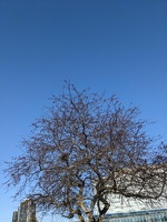 20230301 211121710 spring blossoms