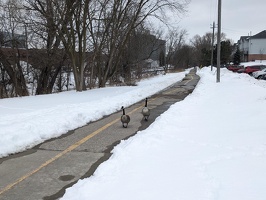 20230305 201159491 geese going for a walk by laurel creek v1