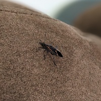 20230316 015358738 eastern boxelder.PORTRAIT v1