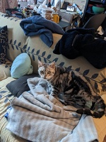 20230319 224517251 cat