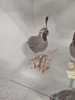 20230322 174401334 california quail