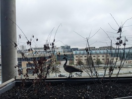 20230327 165804308 mr goose e5