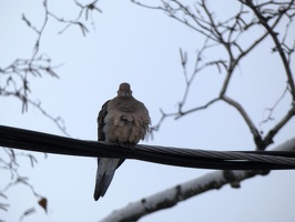 20343 mourning dove v1