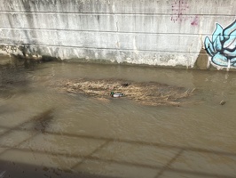 20230401 143239314 like a mallard v1