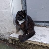 20230621 030746506 sylvester v1