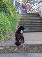 20230625 011043760 sylvester.PORTRAIT