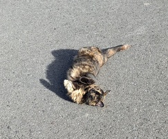 20230625 012031538 cat not sylvester