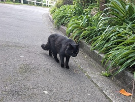 20230626 025730993 black cat v1