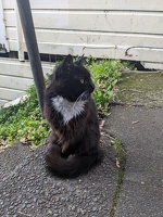 20230626 030125579 sylvester