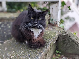 20230628 043457223 sylvester.PORTRAIT