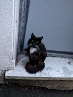 20230724 052226745 sylvester