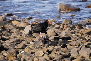 01380 variable oystercatcher