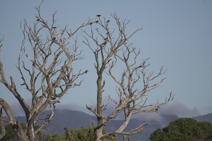 01398 starlings in tree