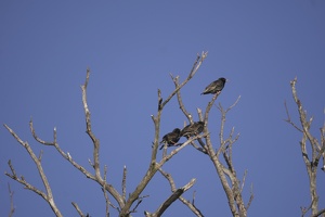 01408 starlings