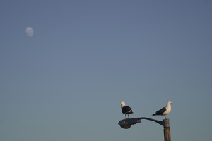 01430 two gulls and moon