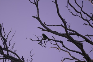 01431 silhouette bird