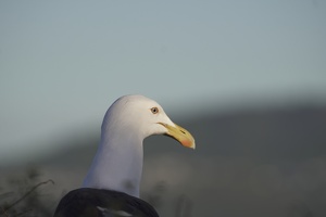 01441 black backed gull head