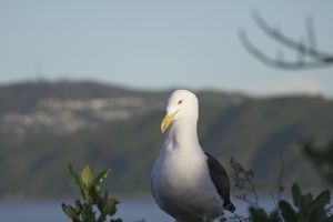 01442 profiles of gulls