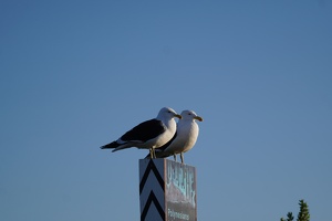 01443 two gulls