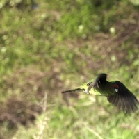 01498 flying kakariki v1