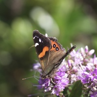 01607 red admiral butterfly closeup v1