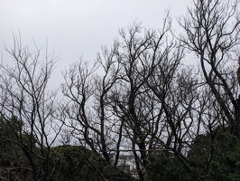 20230923 042959545 leafless trees containing some birbs