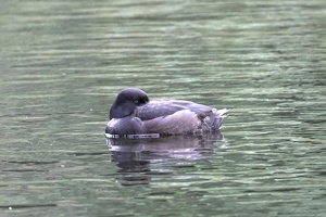 01644 nz scaup v1