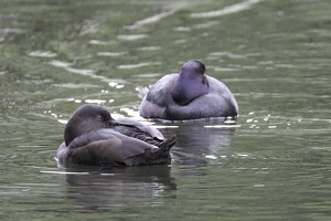 01650 floating borbs scaups v1