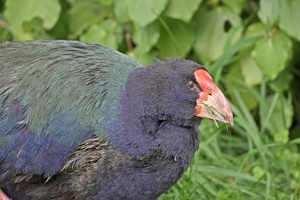 01656 takahe chewing on grass v1