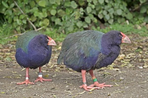 01685 nio orbell two takahe v1