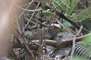 01687 tuatara v1