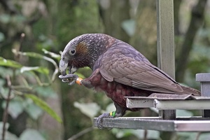 01692 kaka v1