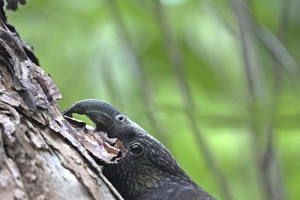 01709 kaka eating bark v1