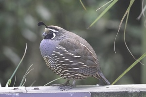 02615 california quail
