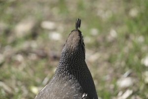 02674 back of quail head