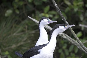 02689 two pied shags