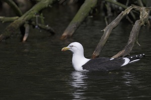 02716 black backed gull