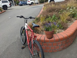 20231104 002249669 quaxing the plant