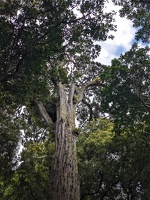 20231104 011057106 moko the tree  otari wilton bush