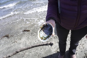 02905 paua v1