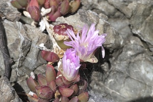 02907 nz ice plant v1