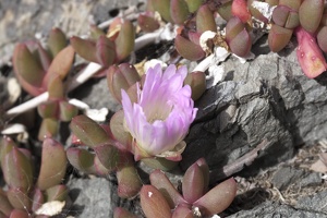 02908 nz ice plant v1