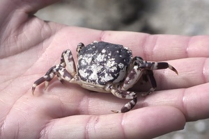 Whitireia Park, November 12