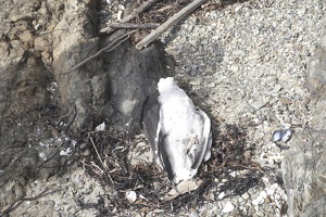 02911 dead black backed gull