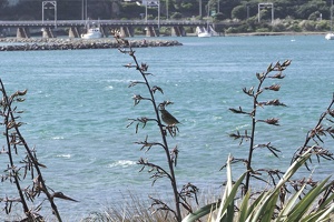 02912 song thrush in harakeke v1