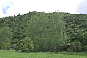 02946 forest v1