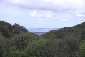 02954 wellington harbour view v1