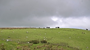 02961 some cows v1
