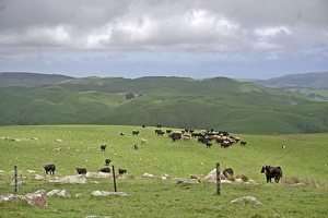 02967 bunch of cows v1