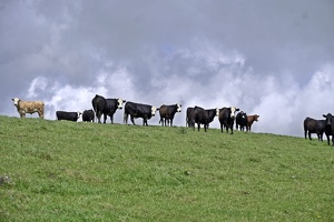02970 cows v1